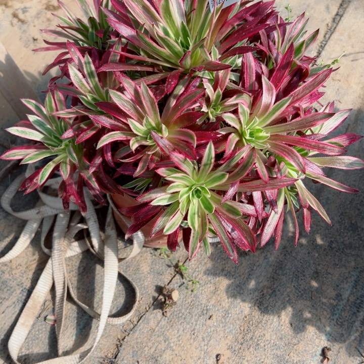 176火凤凰多肉植物的