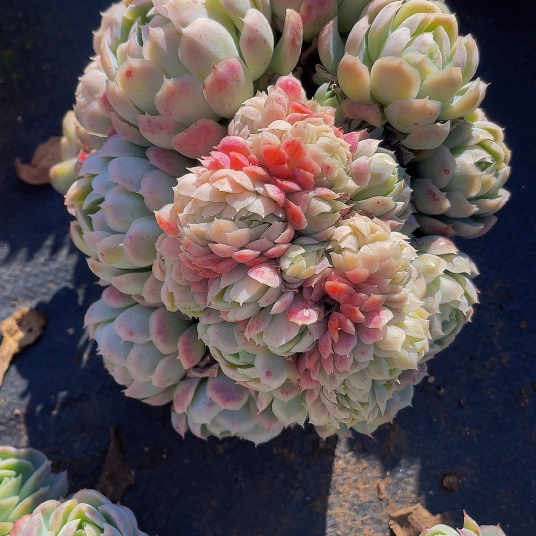 胭脂贝瑞2颗，一个缀一个不缀19.8