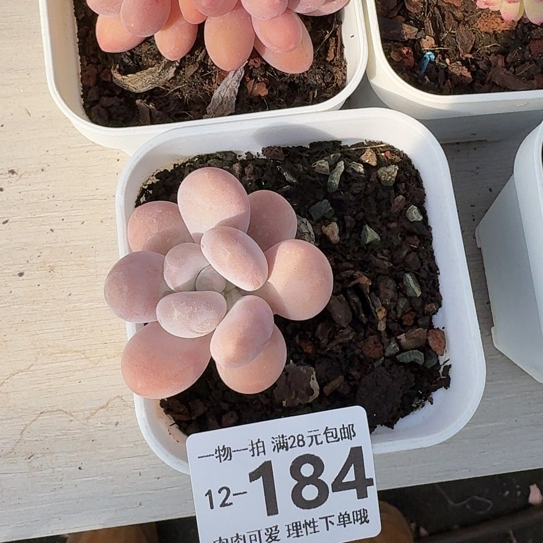 橙奶无盆土发货无盆土发货无