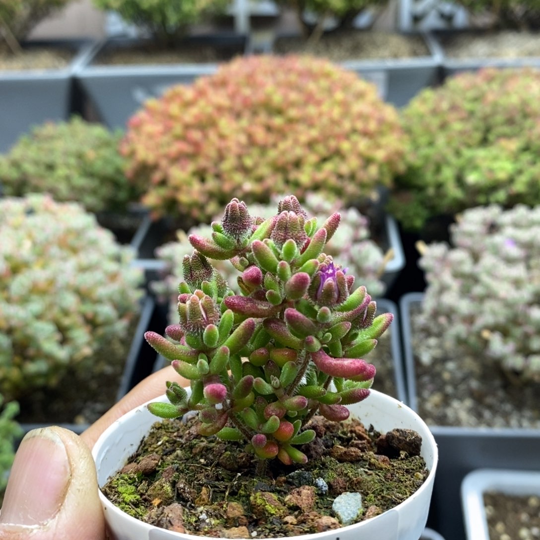 089红宝石枝干番杏