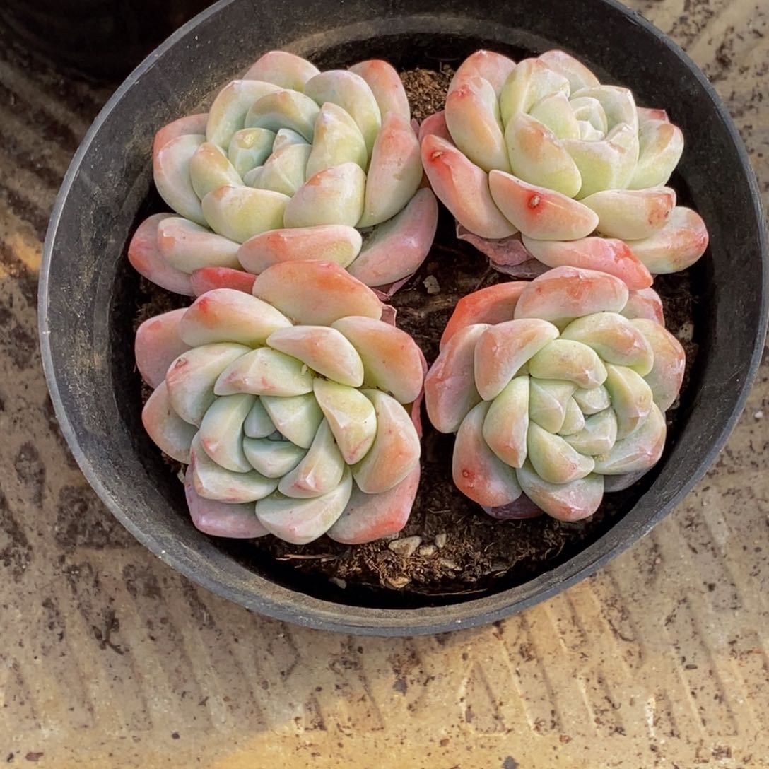 樱****多肉植物一物一拍