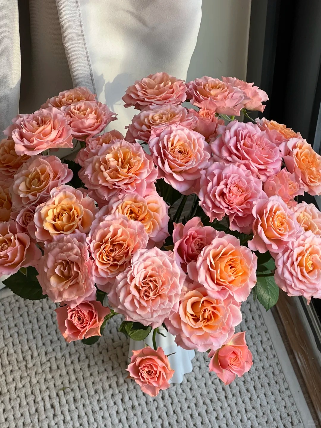 光影稀有多头玫瑰---收到花第一时间醒花