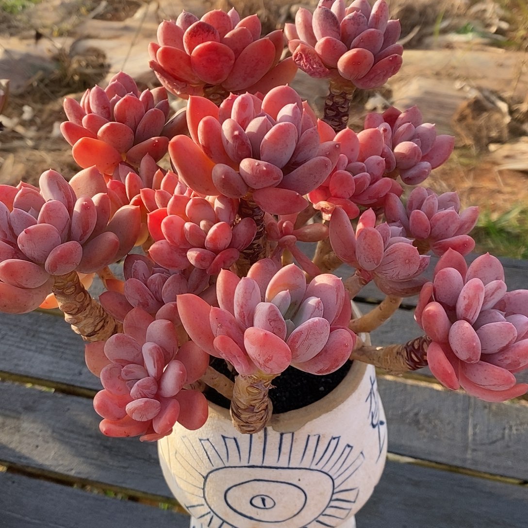 精品灰姑娘老朱多肉