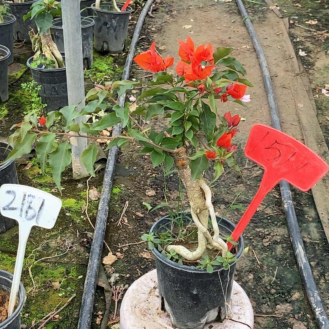 大部分开放少量花苞红桑巴1511