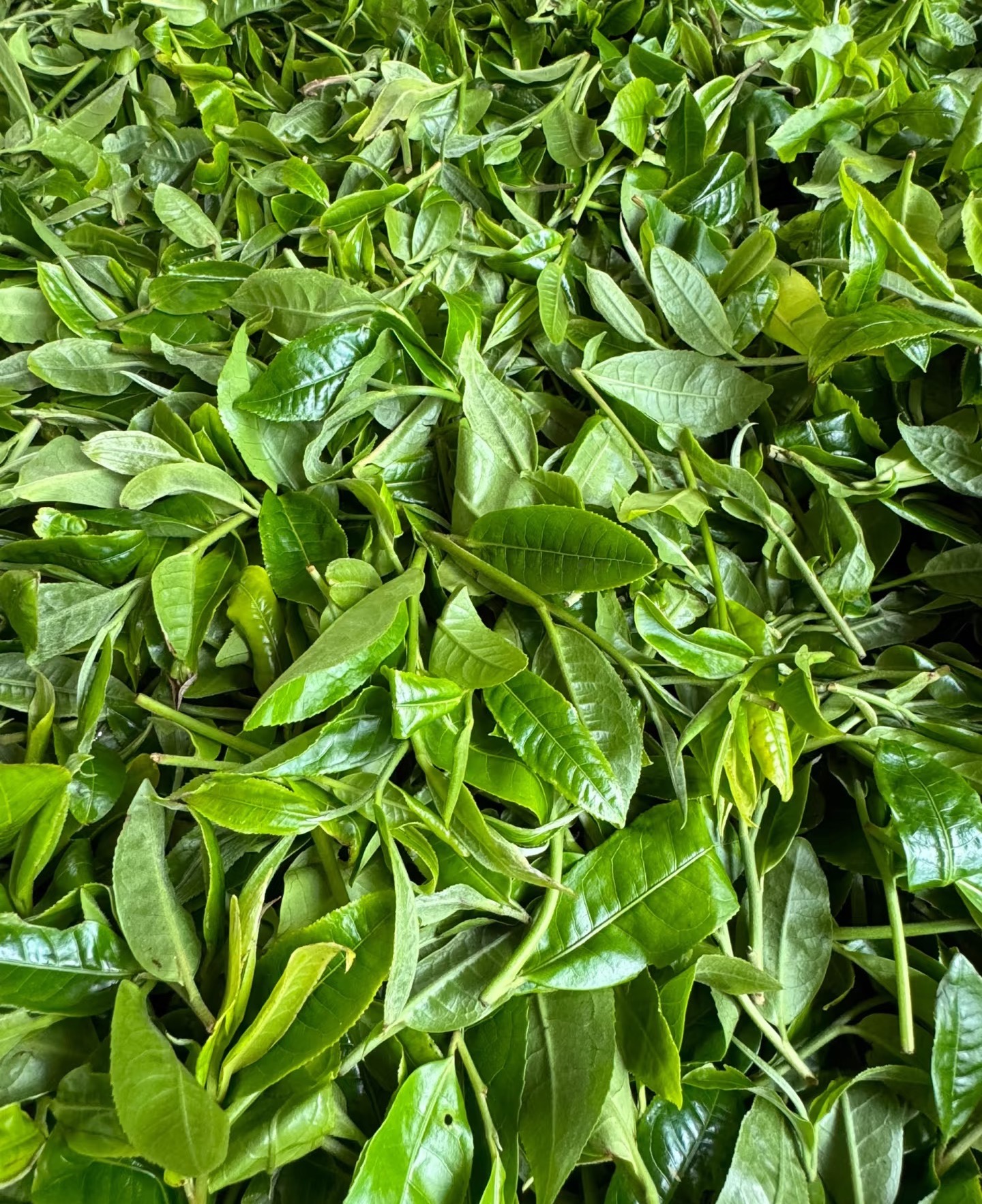 2025年百花潭古树普洱茶生茶饼