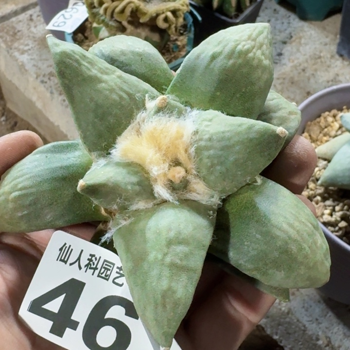 福利自根大牡丹467