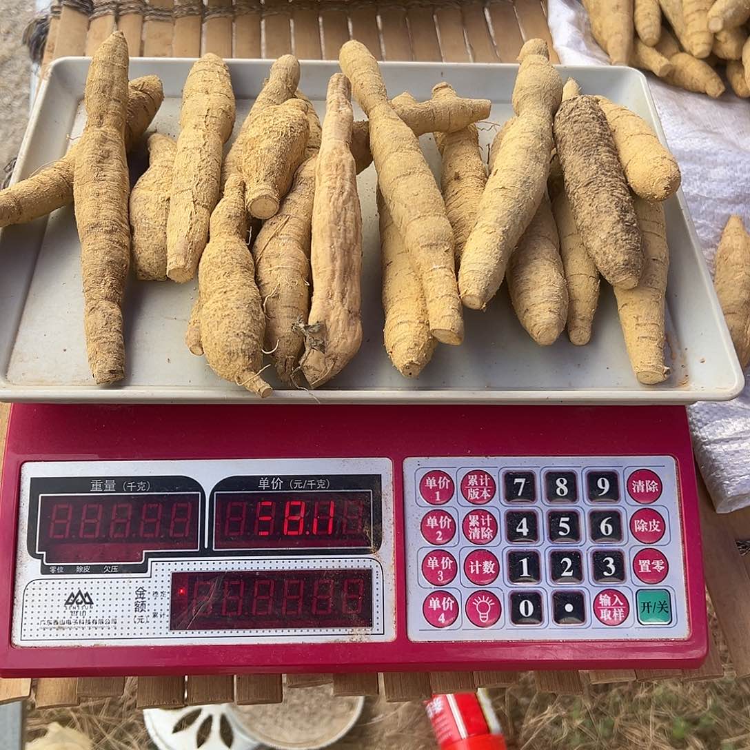 中国大陆黄牛煲汤泡酒