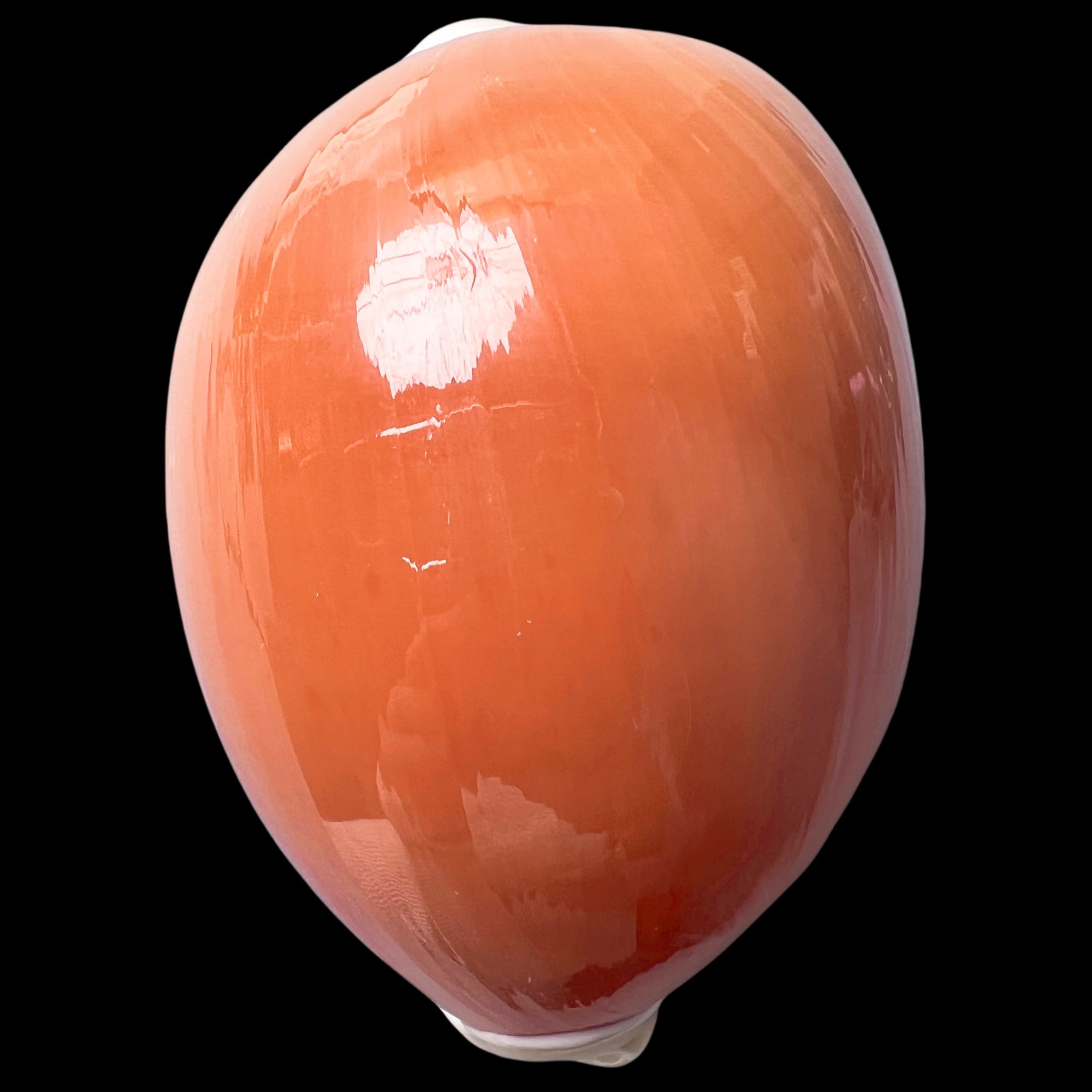 【HJ宝螺】91.9mm 大尺寸! 名贝老50珍 产地：菲律宾 贝壳 C3