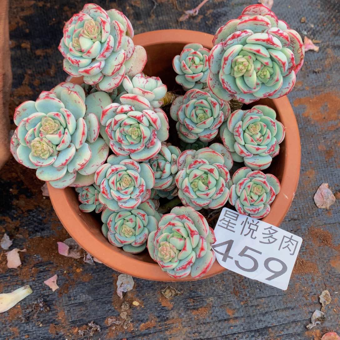 459小香草精品多肉