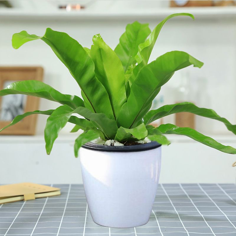 鸟巢蕨植物盆栽室内办公桌面客厅净化空气植物花卉