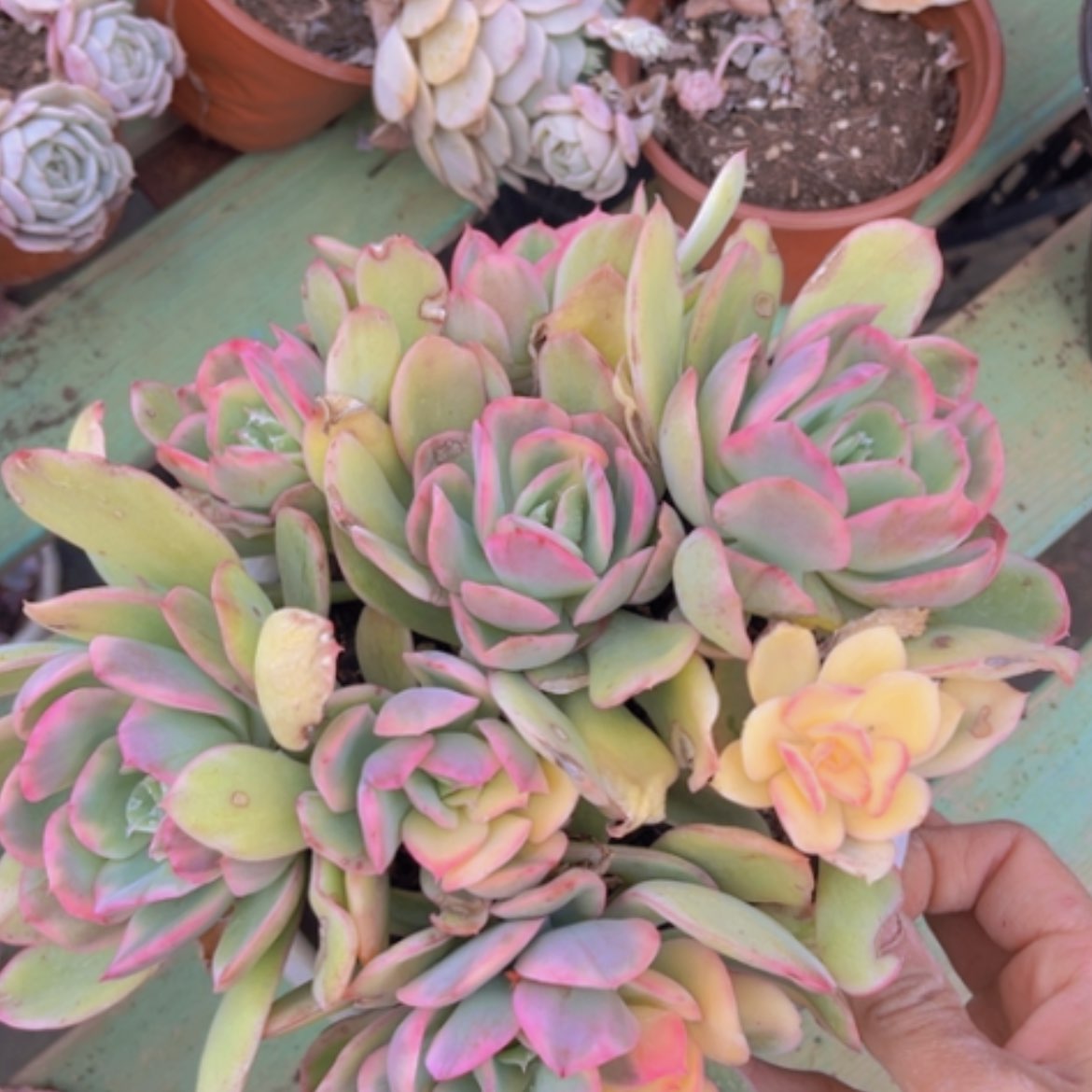 【闪购商品】绮罗锦0927