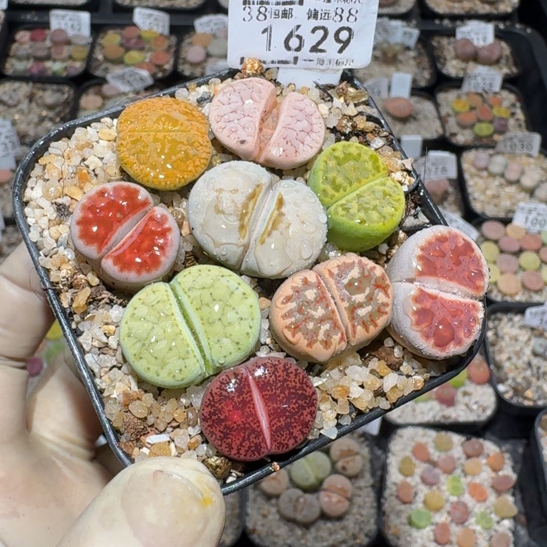 ****Zzz捡漏福利走起1629