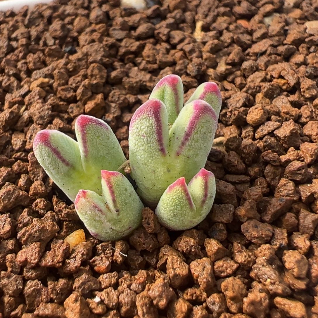 猪蹄多肉植物盆栽栽培