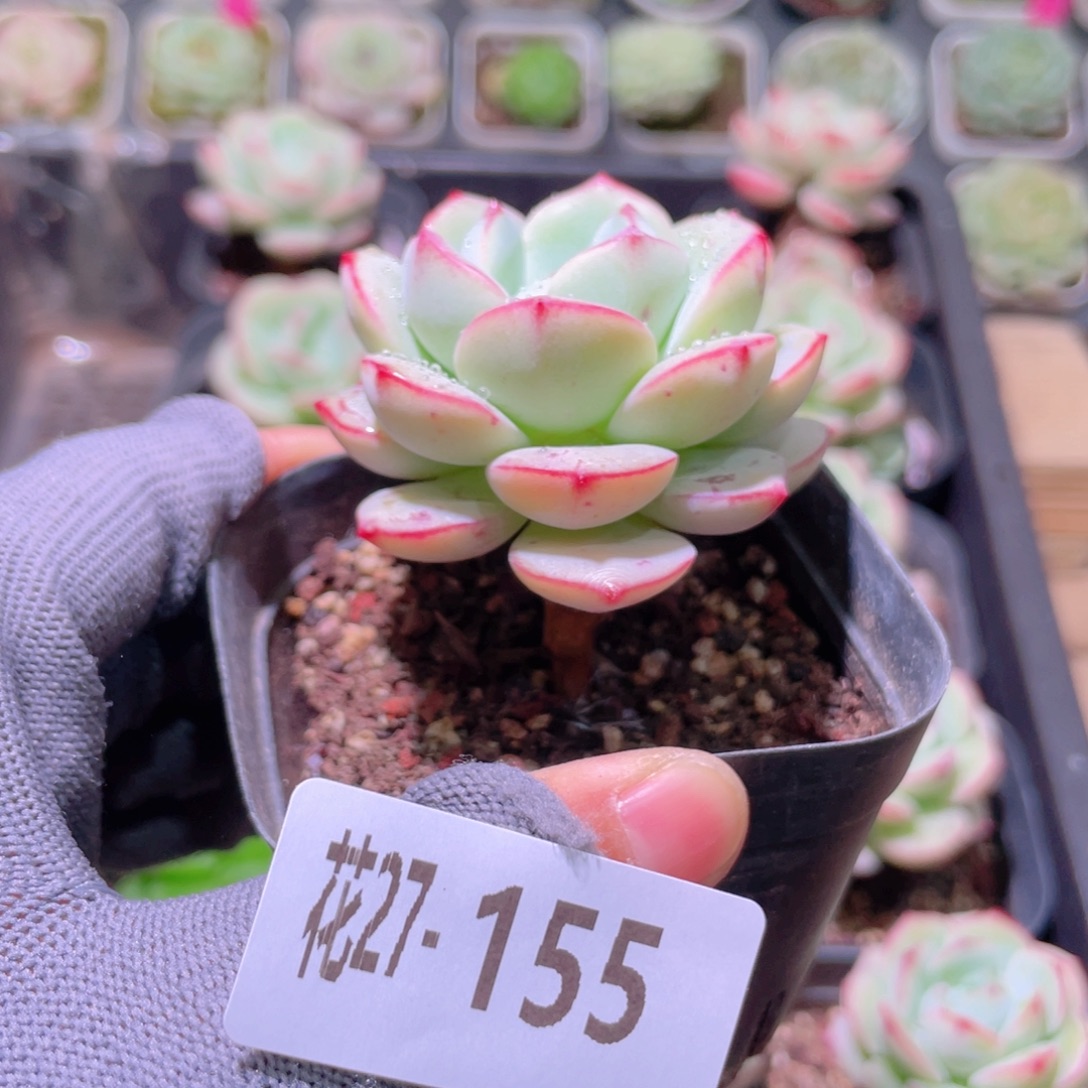 花利美27-155香草