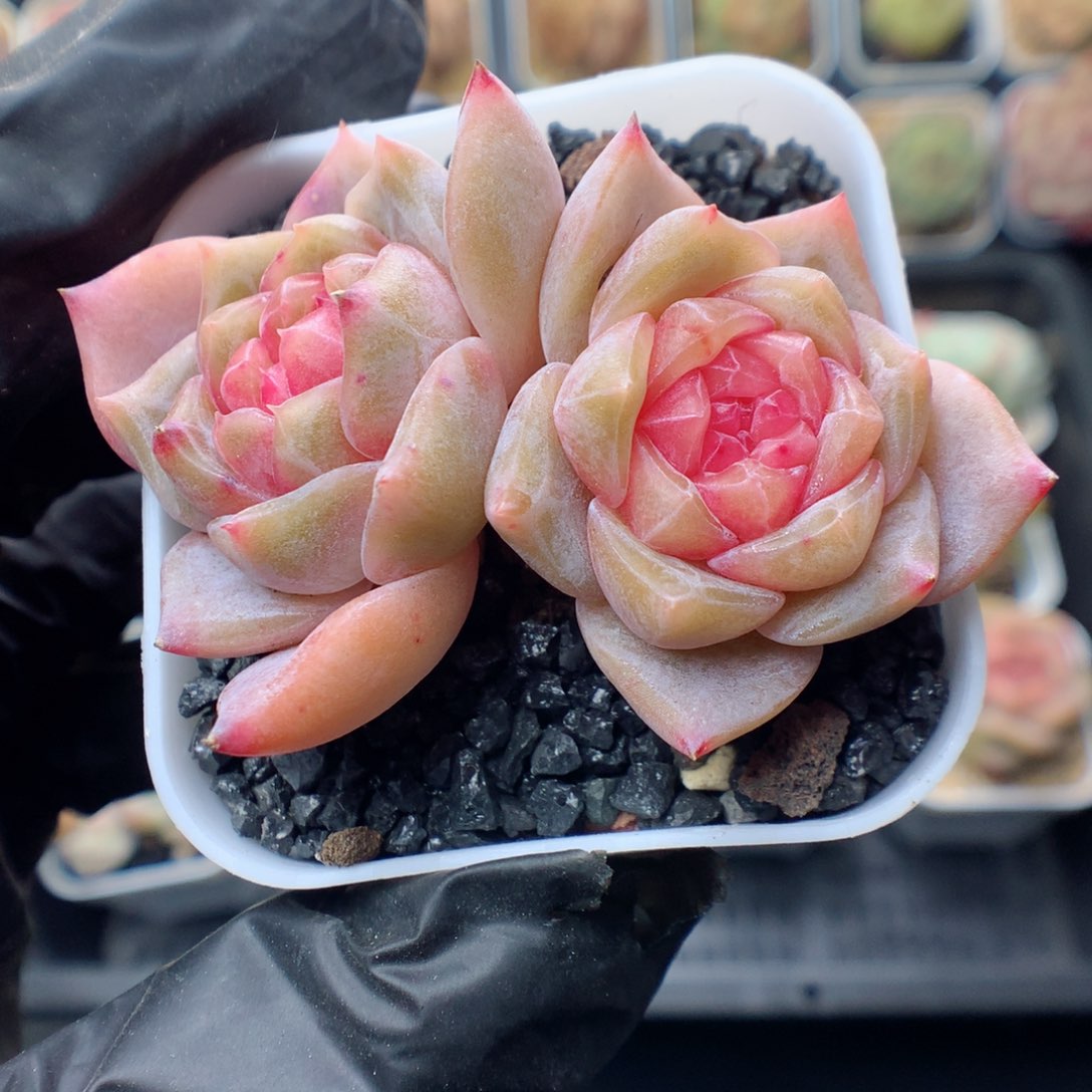 多肉植物。 糖心2