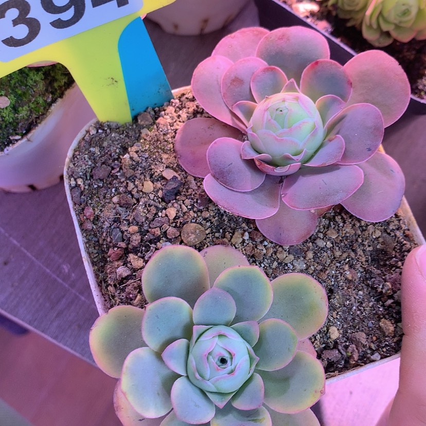 【闪购商品】yjj394