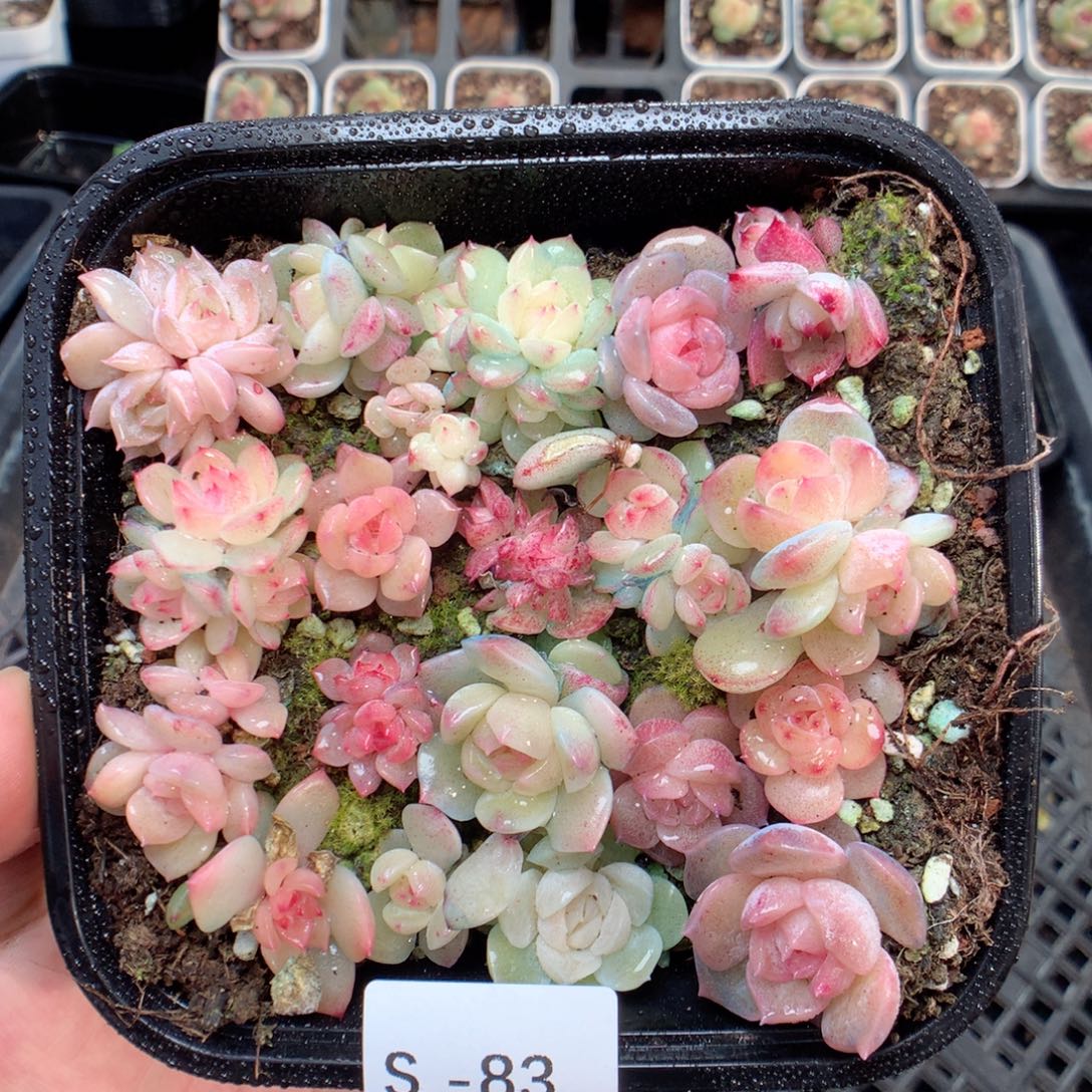 无花朵S83bp-3英语英语