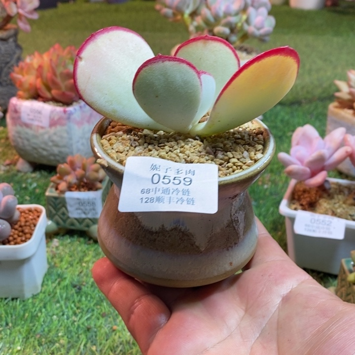 0559啊啊啊啊啊啊啊啊啊啊