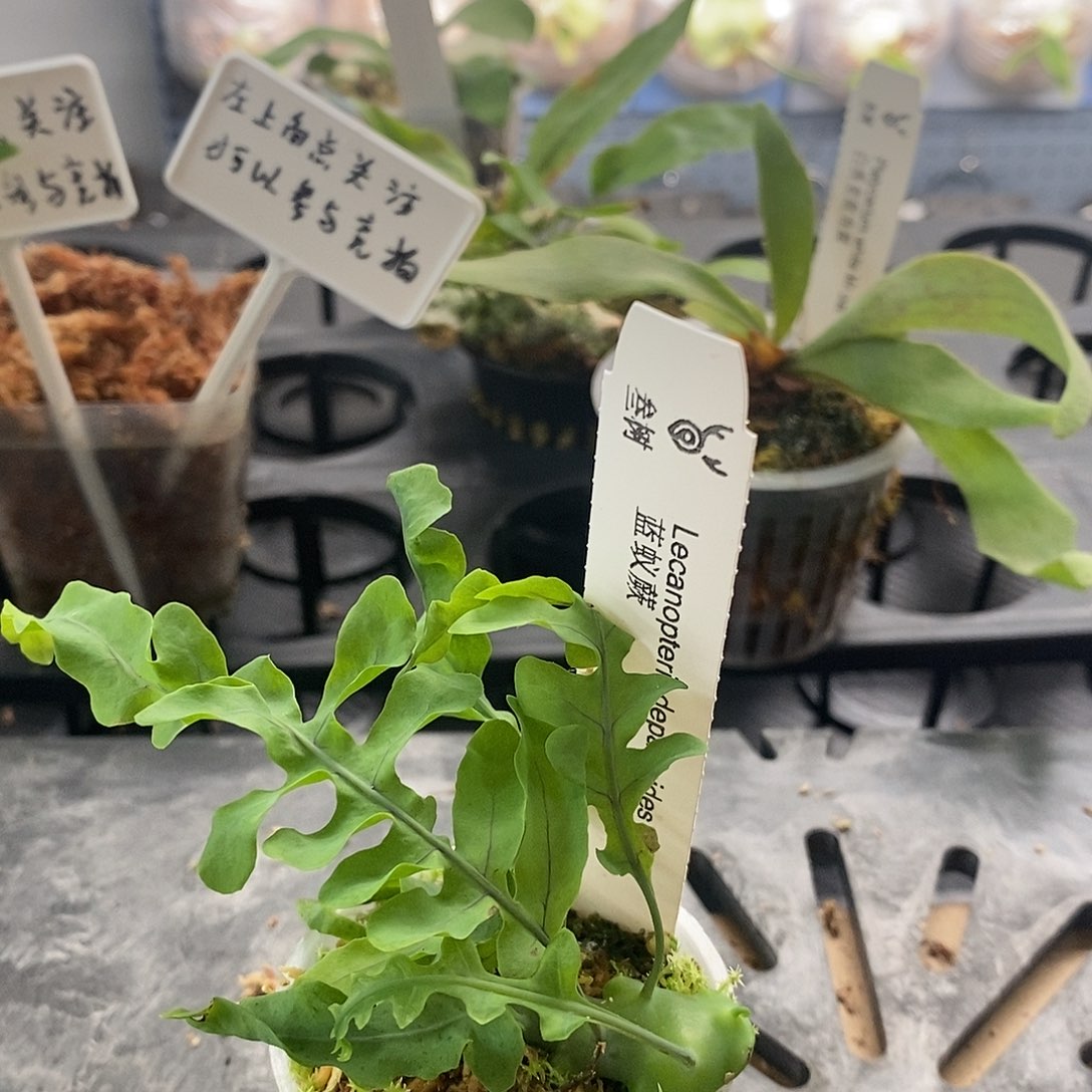 无花朵鹿角蕨蓝蚁蕨