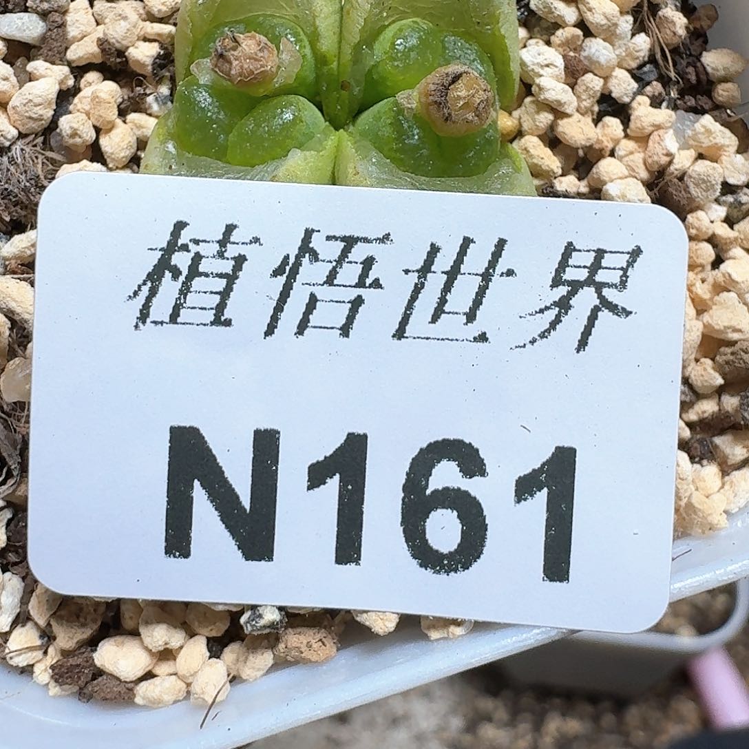 161号多肉植物哇f f