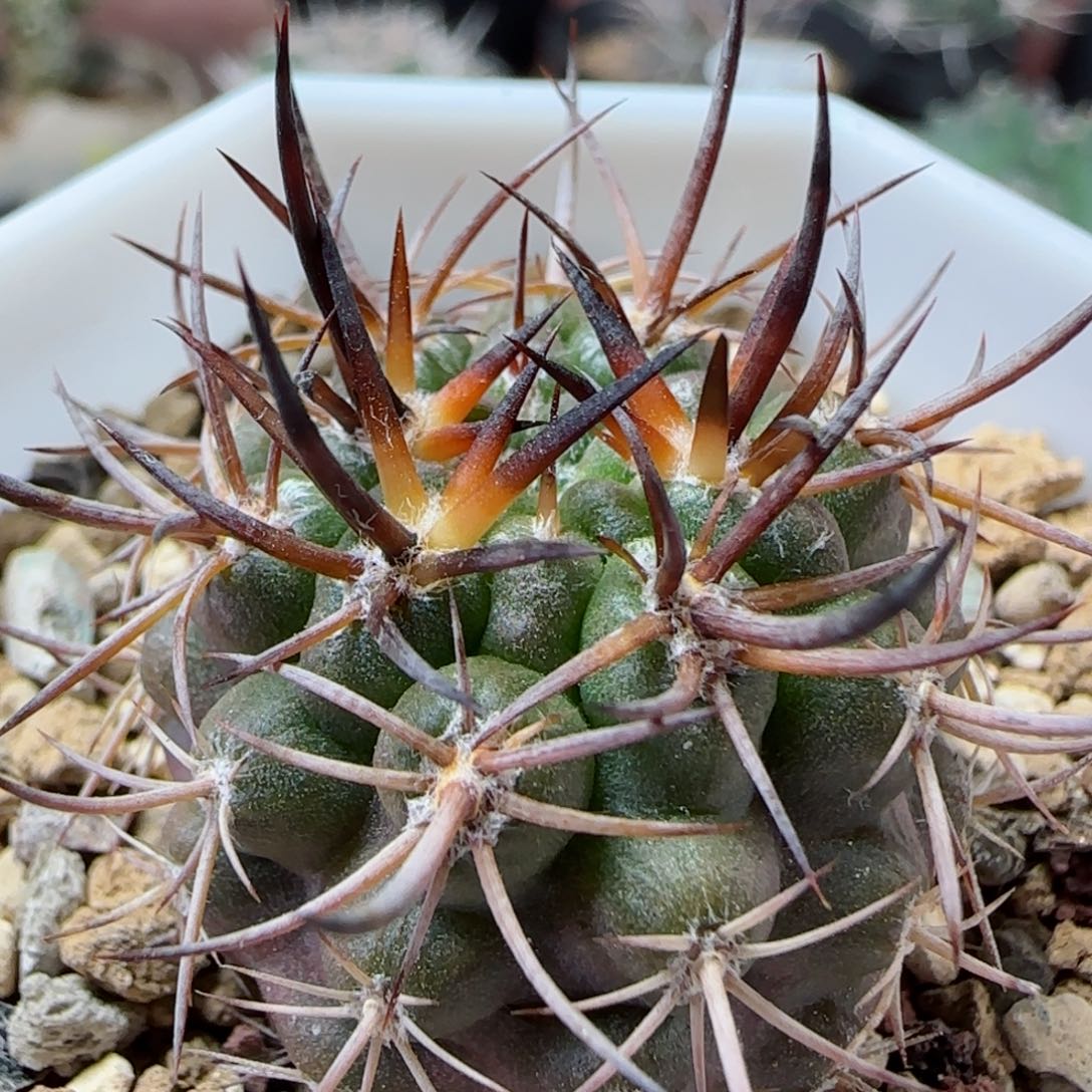 实生逆豹多肉0000