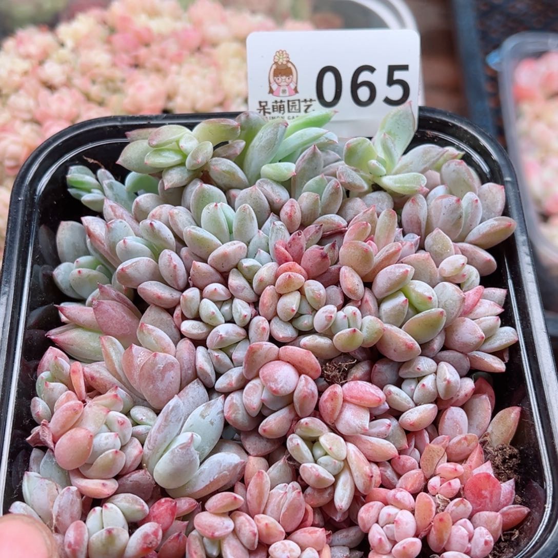 多肉植物多肉植物