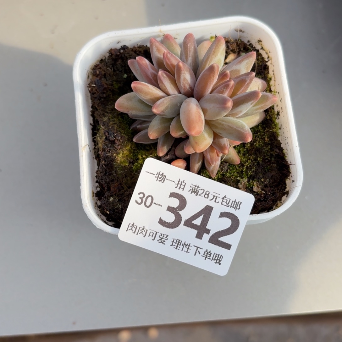 乌拉克拉无盆土发货谢谢