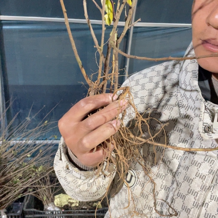 宴    海棠花一颗