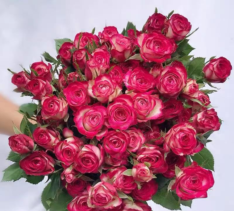 【狮子座多头玫瑰】：同一两单送配草，三单送园艺剪刀