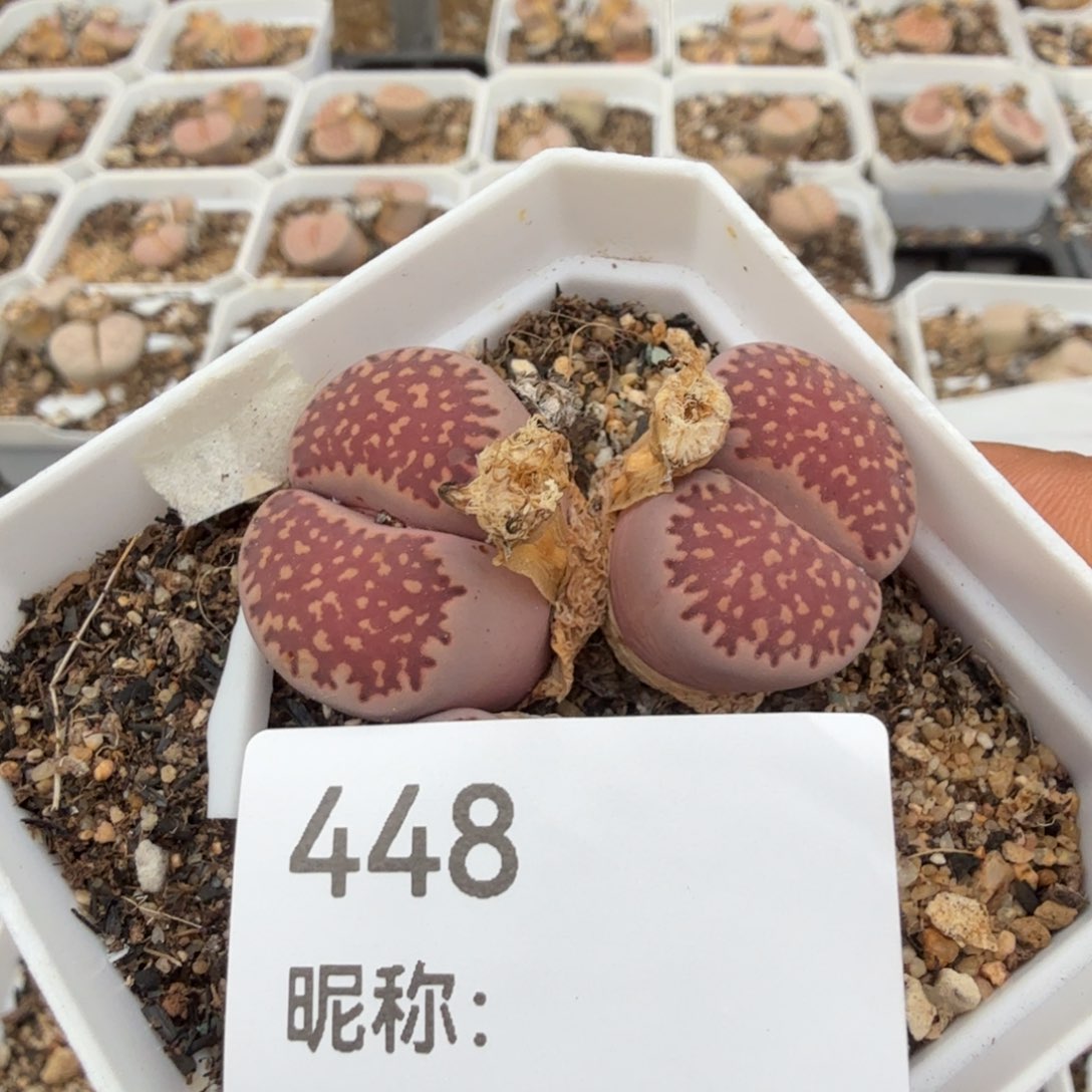 苗***～多肉植物多肉植物