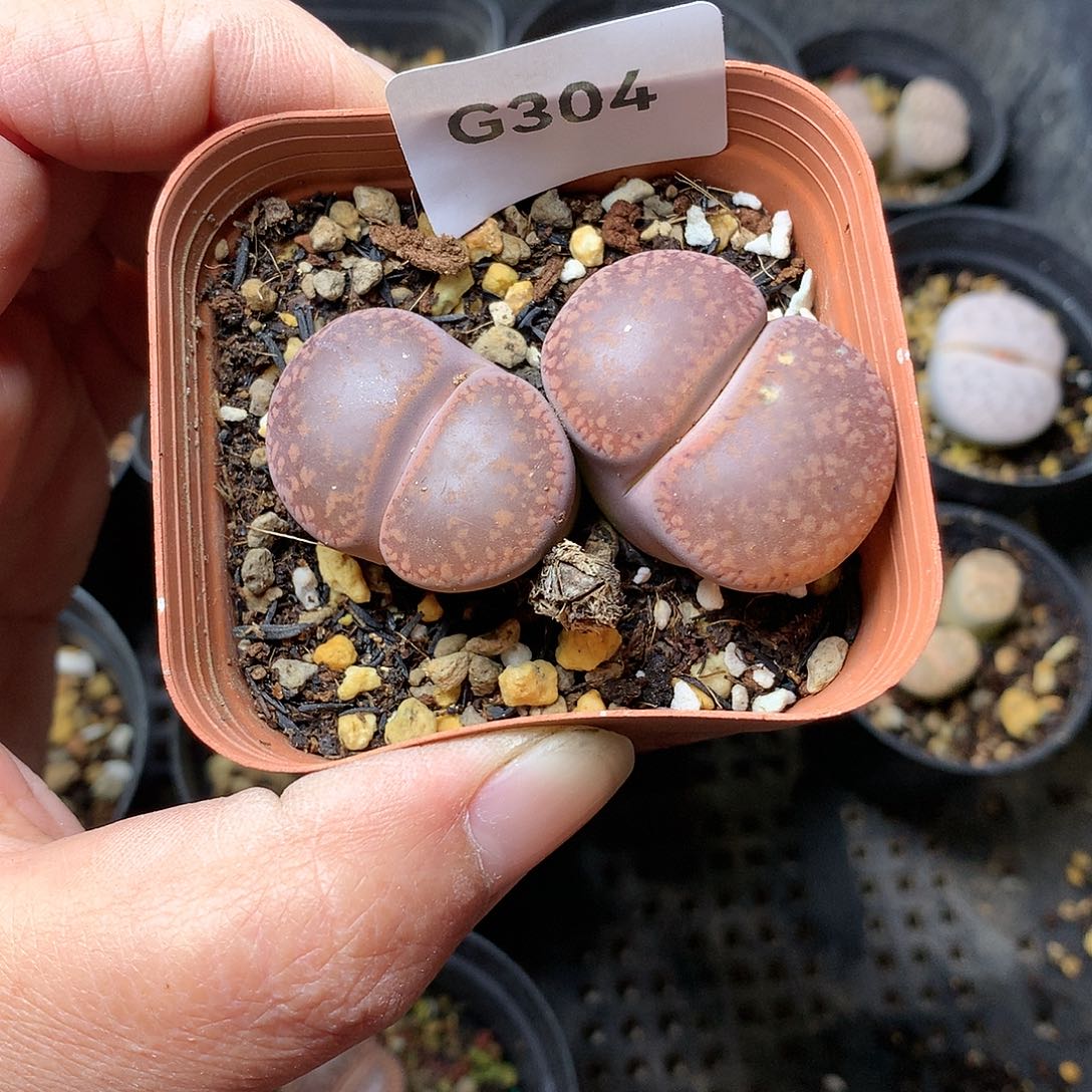 山***?G304多肉植物保护研究所