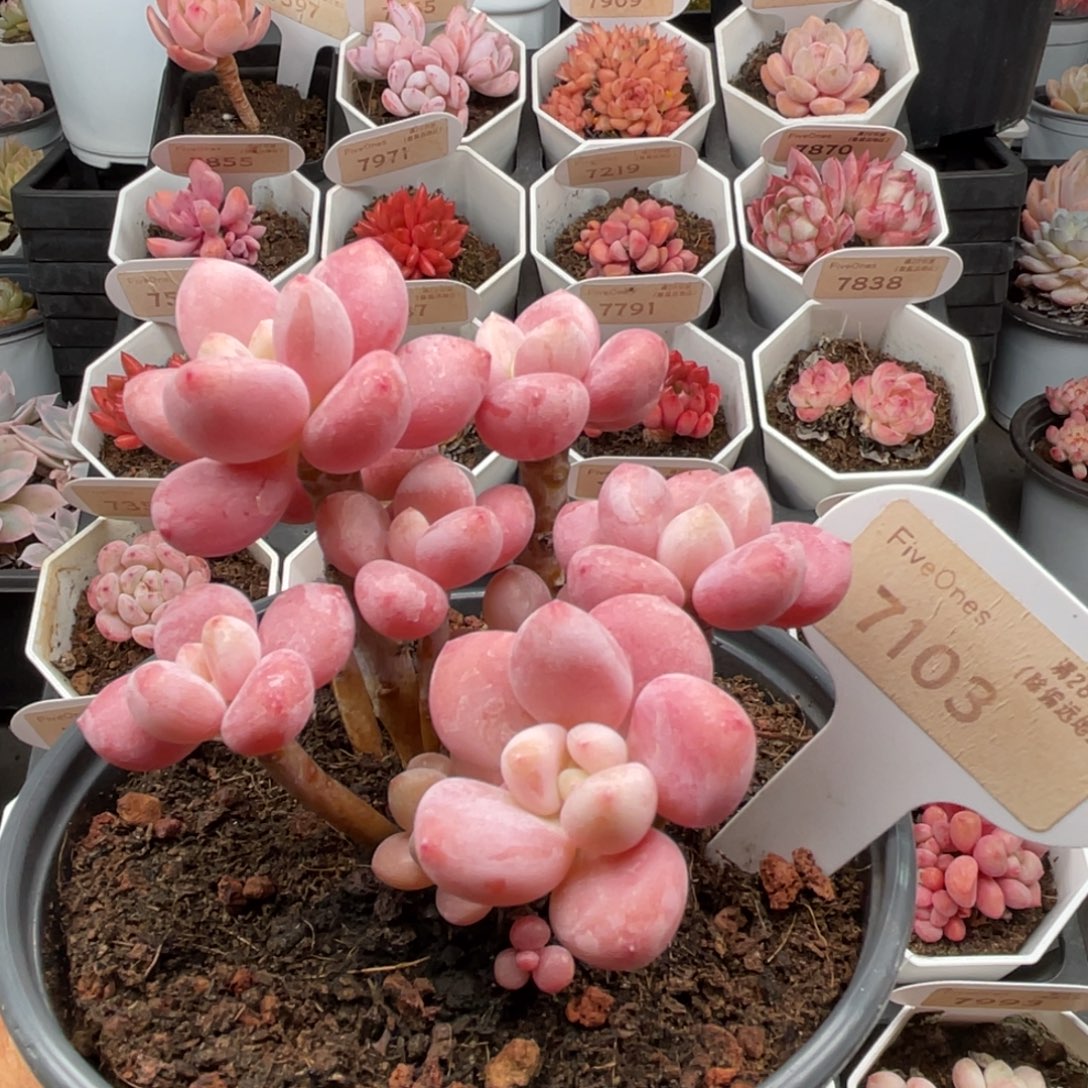 樱花洛神7103-10.0厘米