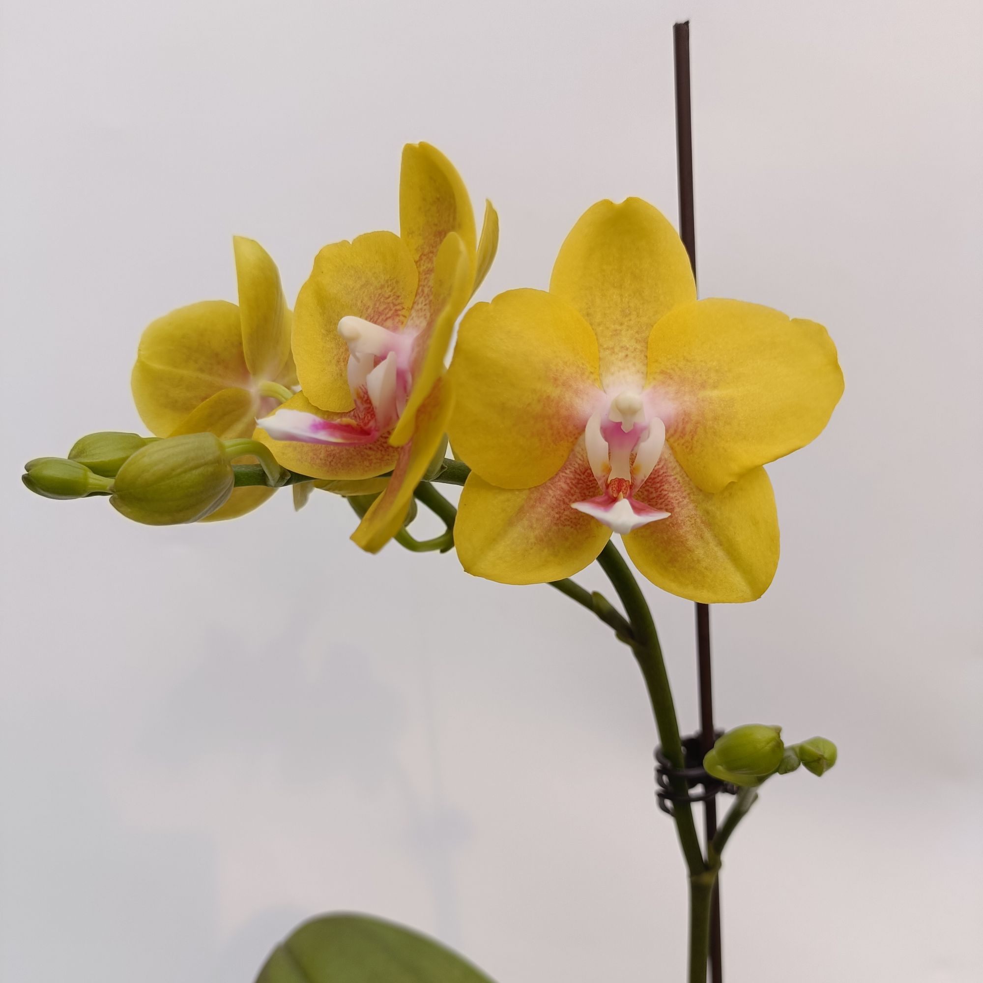 欢然花集蝴蝶兰（香水黄金）