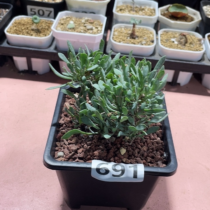 691大黑鬼殿厚墩菊