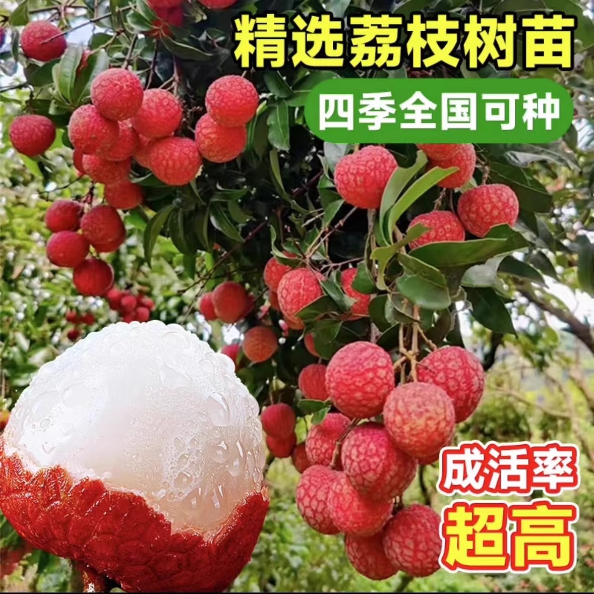 【正宗荔枝树苗】无核荔枝树苖无核桂味果树栽妃子笑果树苗当年结果