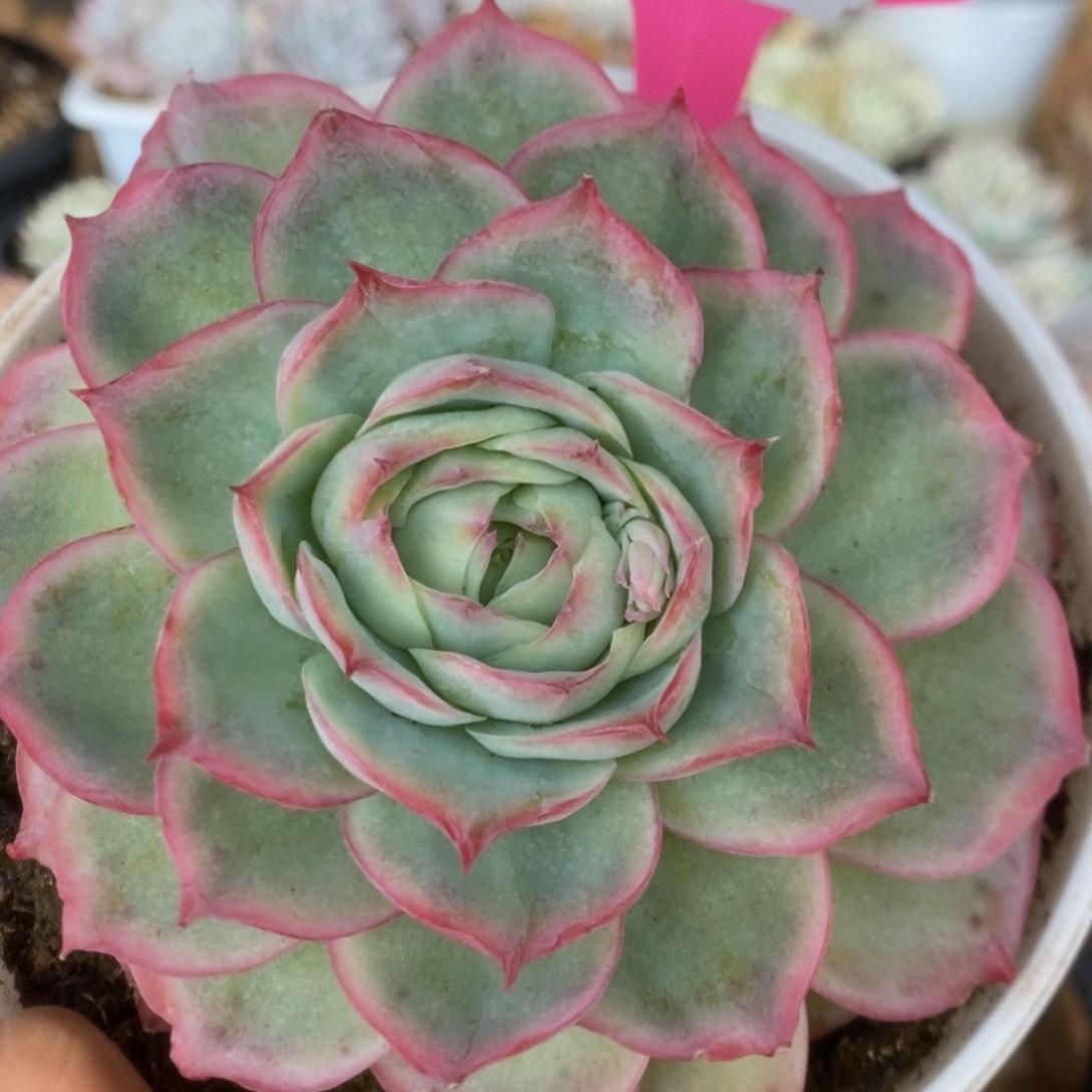 256侧影玫瑰锦锦锦锦锦锦