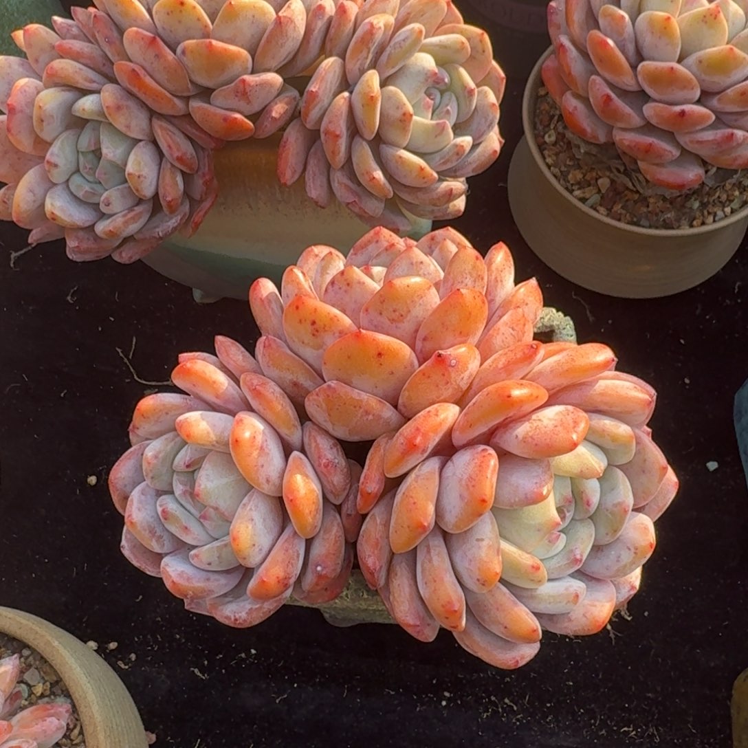 娜***姐精美三头，专拍链接。