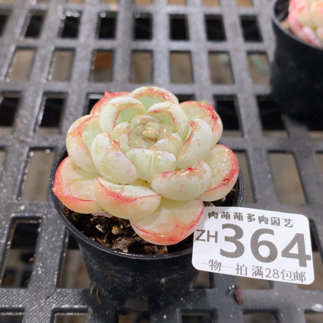 肉萌萌拇指盆精控多肉ZH364