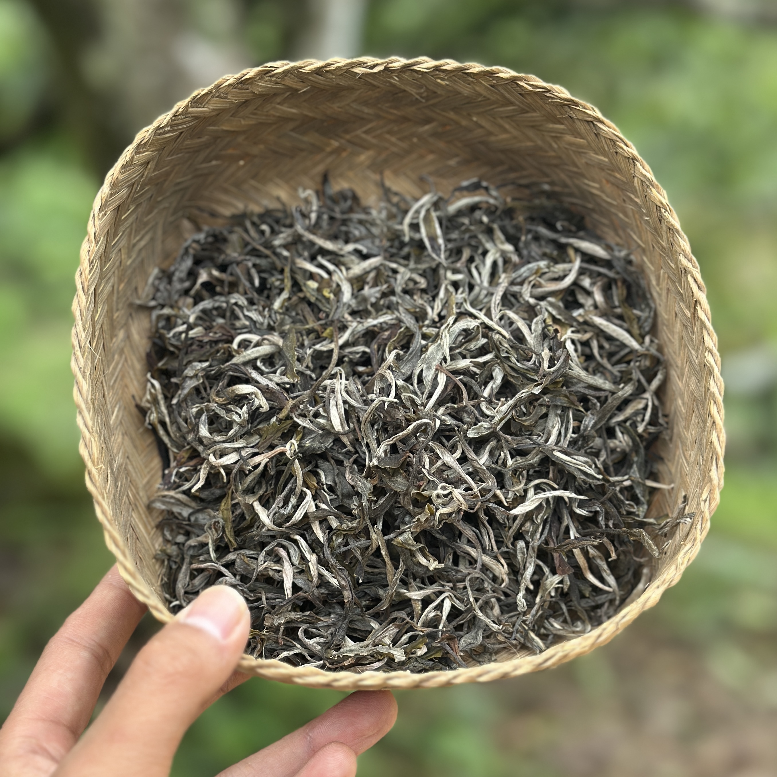 【高货试喝】三天内发2025麻栗坡古茶园核心区茶坪山岩韵500年单株