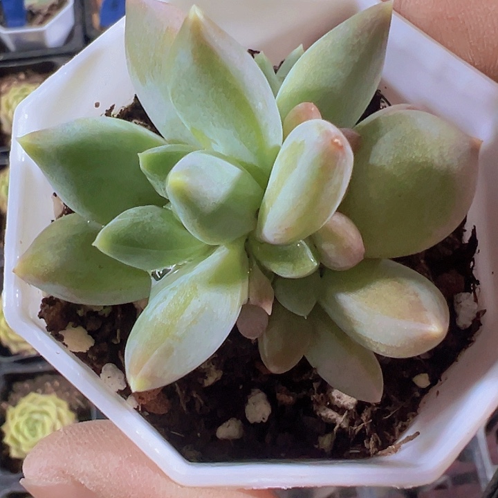 乌拉克拉精品多肉植物