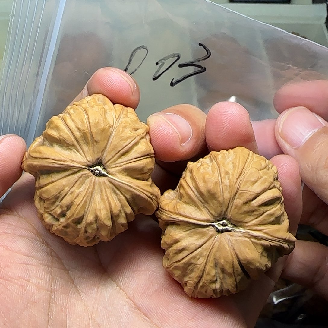 文玩核桃把件40练手对