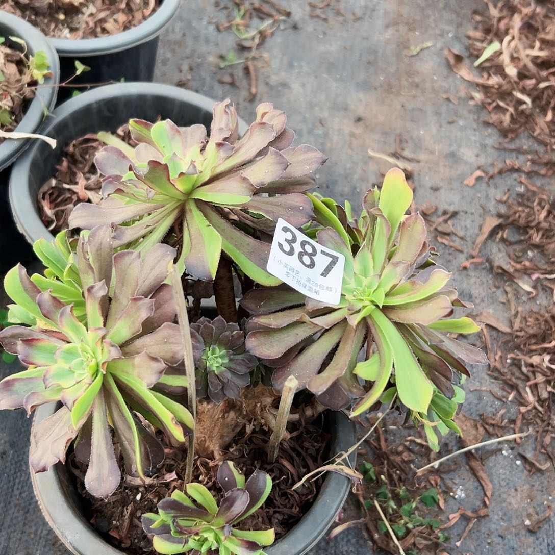 387多肉植物、粉黛缀化朵朵