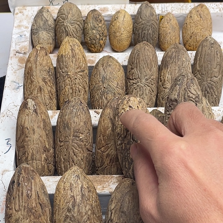 笨***6菩提11111111111111111111