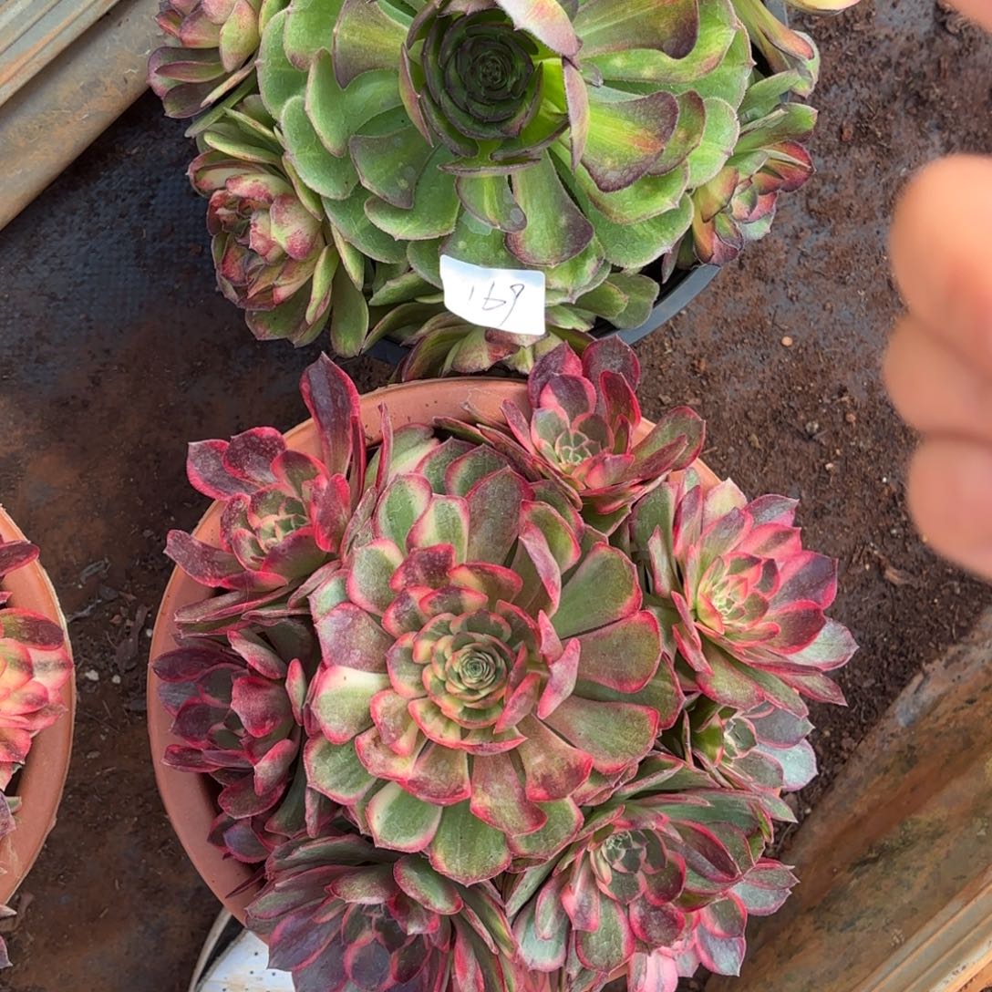 云南多肉植物组拍