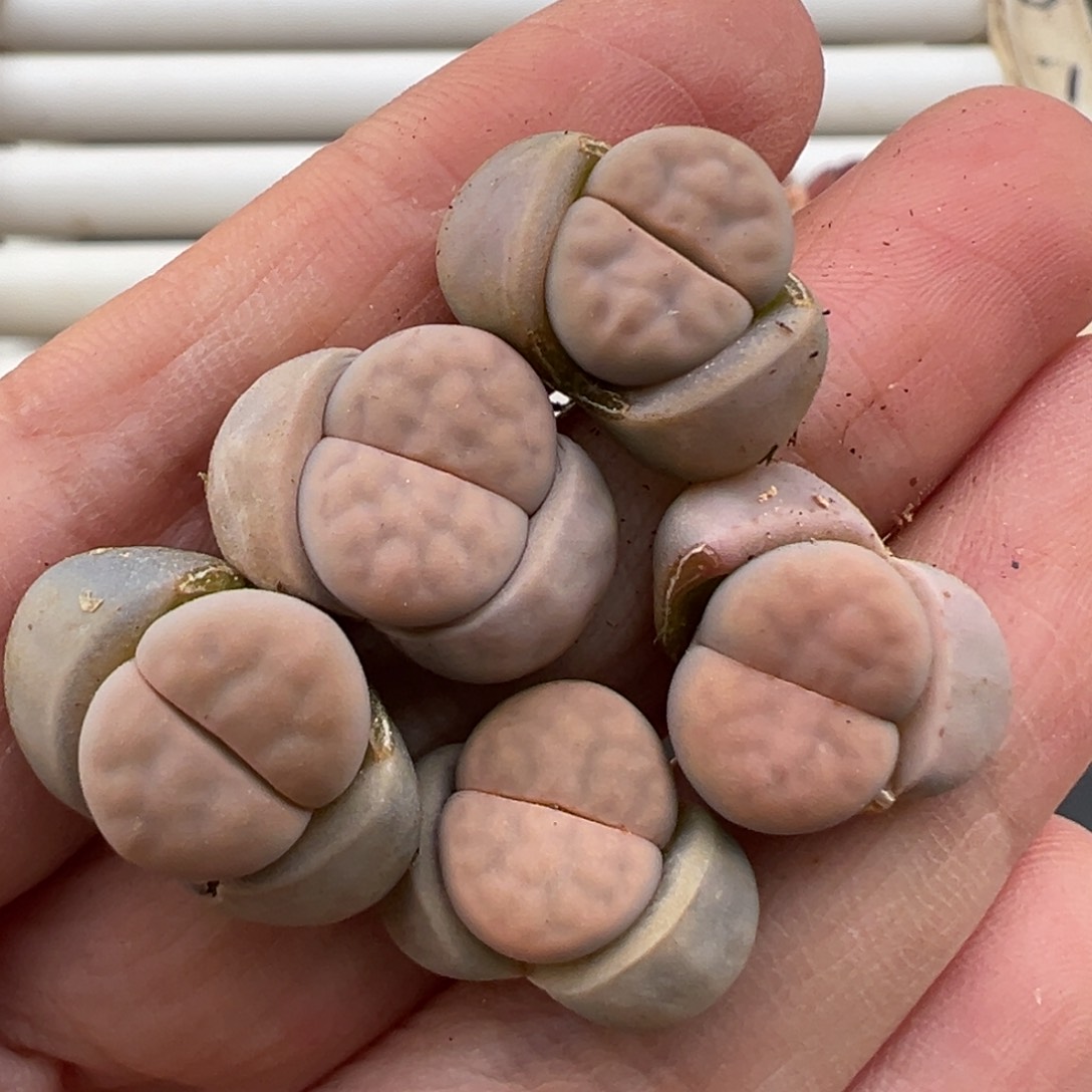 3.6好看的多肉脱土发货213