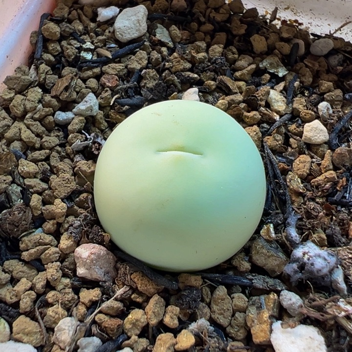 015多肉植物种类多样