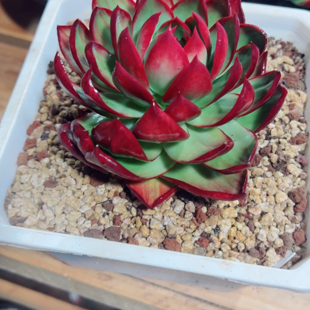 惊鸿仙子多肉植物