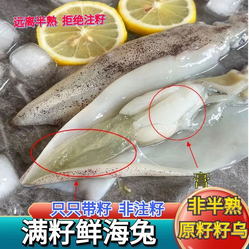 2/4斤重母带籽鱿鱼笔管 海兔 一斤一盒  顺丰/京东包邮222
