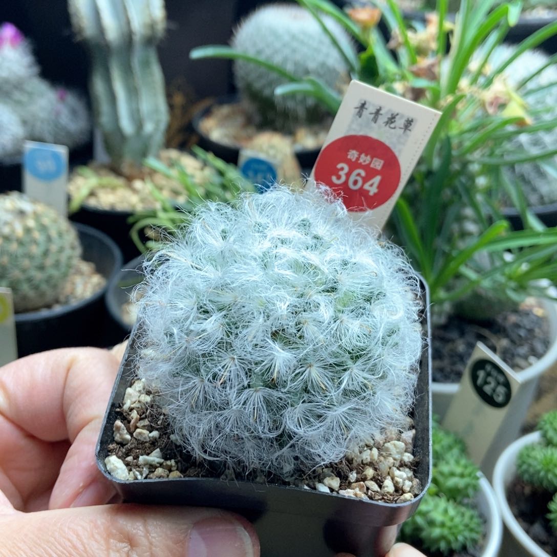 实生浓毛白云高砂5.3cm