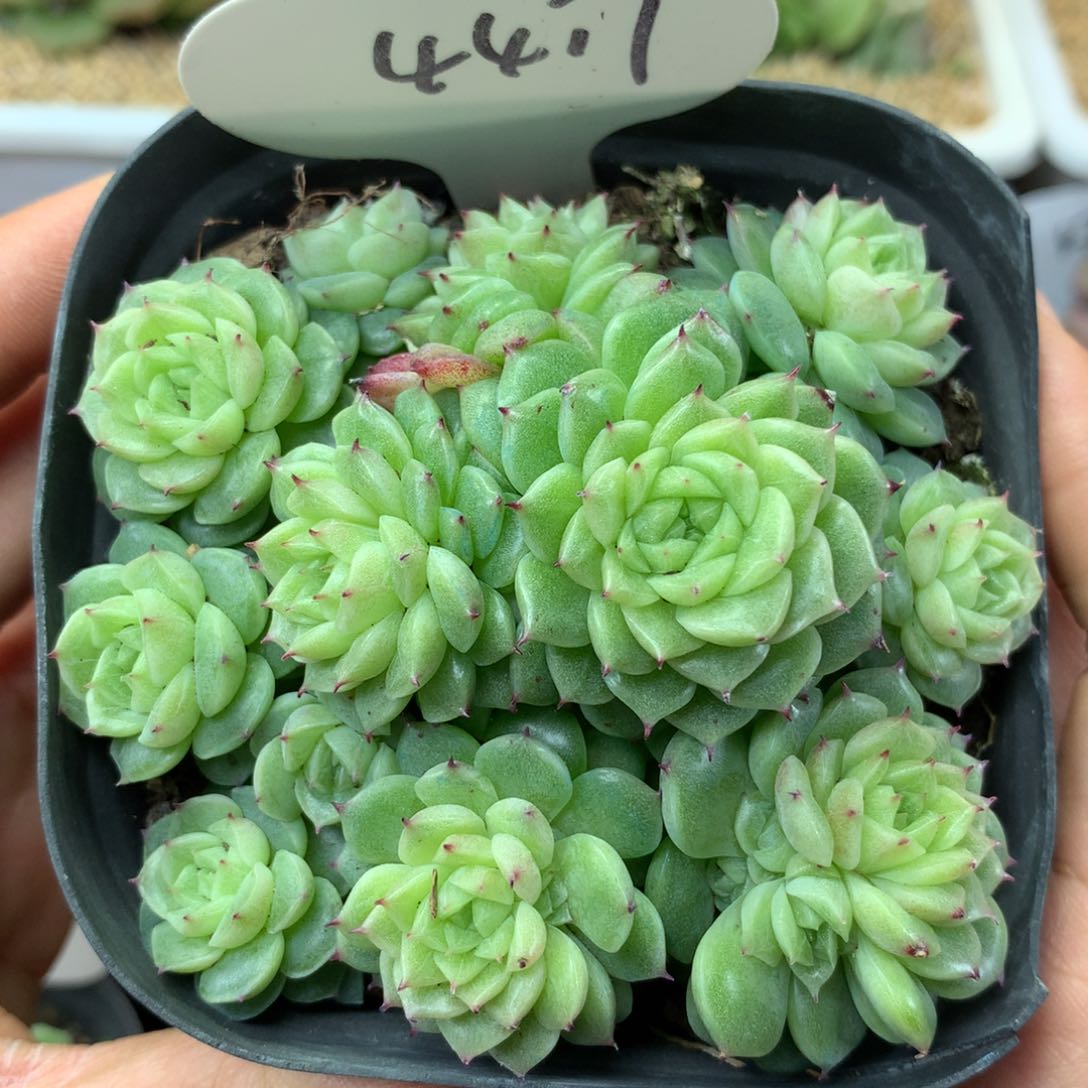 定繁珍妮麦秆群4417